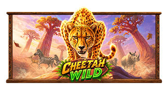 Cheetah Wild